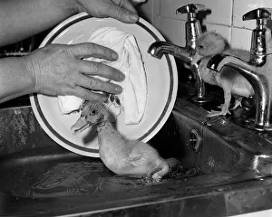Animals Birds Ducks Ducklings January 1984 These two ducklings are lucky to be