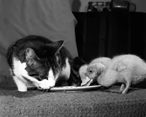 00150 Prints: Animals Birds Ducks Ducklings January 1984 These two ducklings are lucky to be