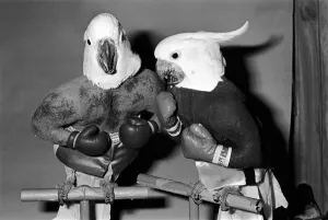 Animals: Birds: Humour: Parrots in fancy dress in humorous poses