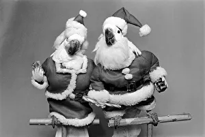 Animals: Birds: Humour: Parrots in fancy dress in humorous poses