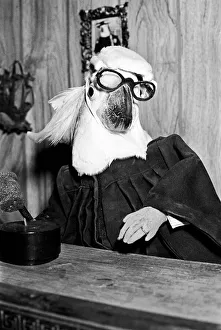 Animals: Birds: Humour: Parrots in fancy dress in humorous poses