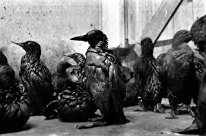 Animals: Birds: Pollution: Sea birds covered in oil at the R. S. P. C. A