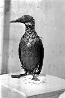 Animals: Birds: Pollution: Sea birds covered in oil at the R. S. P. C. A