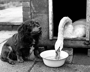Sharing Prints: Animals Birds Swan Dog January 1969 This swan is enjoying a bowl of water with some
