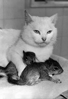 Animals Cat April 1985 One year old stray cat called Sophie