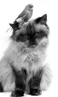 00150 Prints: Animals Cat Persian Bird Canary November 1986 Chris the persian who is being