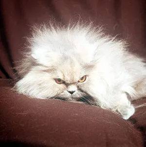 Felines Prints: Animals Cats Bi-Colour Long Haired february 1989 with yelloew eyes