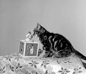 Animals - Cats Cat Kitten Festive Season - Christmas Decorations