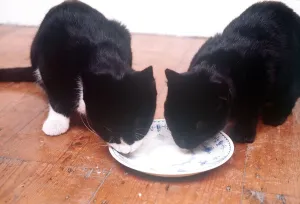 Felines Prints: Animals Cats Eating Drinking february 1989 One black and one black