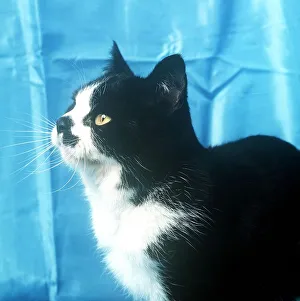 Felines Prints: Animals Cats february 1989 Bi -colour Short haired black and white