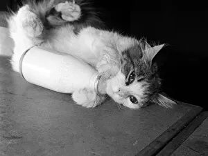 Kitten Prints: Animals Cats January 1960 This five month old kitten Josephine, likes a milk bottle
