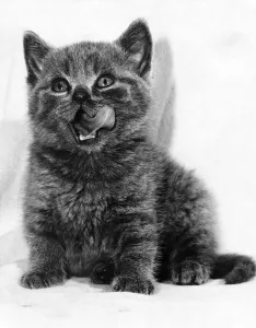 Kitten Prints: Animals: Cats: Rosie the Rude Cat, that has a habit of putting her tongue out
