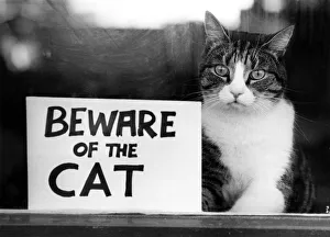 Danger Prints: Animals - Cats. Spyke... Postmen take good notice of this notice. September 1982 P000462