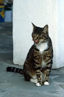 Kittens Prints: Animals Cats A Tabby Cat October 1979 cat cats kitten kittens pet