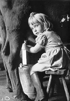 Cattle Prints: Animals Cattle Cows Little Patsy sits on her stool in her little dress