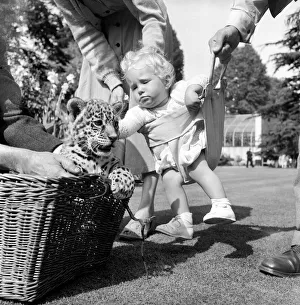 Animals Children Friendship. It was a case of a little Jaguar cub being introduced to a