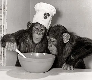 Curiosity Prints: Animals Chimpanzee - Christmas December 1978 Monsieur Louis making pudding for his