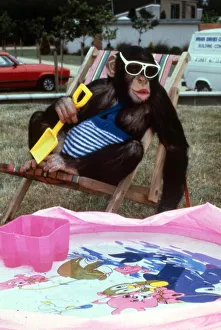 Spade Prints: Animals - Chipmanzee Chimp February 1987 A©mirrorpix