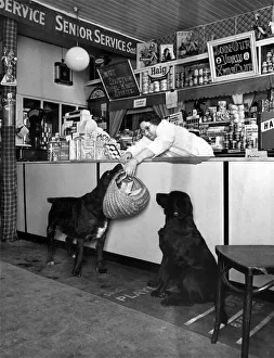 Animals - Clever. Darkie watches as Sambo collects his basketful of groceries from