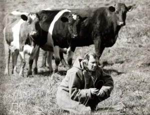 Cattle Prints: Animals - Cows - April 1971 Ray Goodwin with Head Phones making a recording in