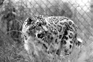 Animals / Cute. Howletts Zoo. August 1977 77-04422-007