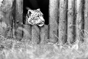 Leopard Prints: Animals / Cute. Howletts Zoo. August 1977 77-04422-008