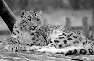 Leopard Prints: Animals / Cute. Howletts Zoo. August 1977 77-04422