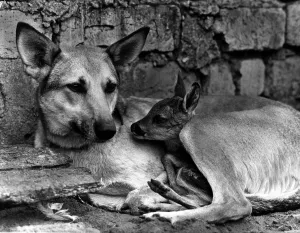 00150 Prints: Animals Dog Alsatian May 1972 Flora a farmers Alsatian was a good mum lto a baby