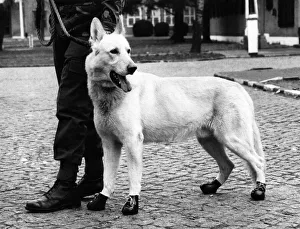 00000 Prints: Animals - Dogs - Alsatian. Brice with his specially made army boots. March 1983 P000600