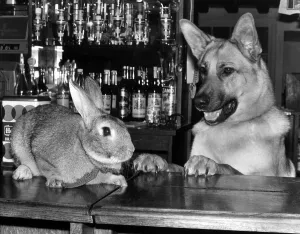 00150 Prints: Animals Dogs Alsation German Shepherd Rabbits December 1977 Harold the Rabbit