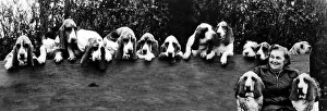 00150 Prints: Animals Dogs Bassett Hounds February 1975 Mrs Joan Walker with her 13 Bassett