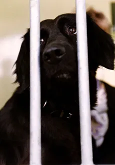 Canines Prints: Animals Dogs Battersea Dogs Home DBase A©Mirrorpix
