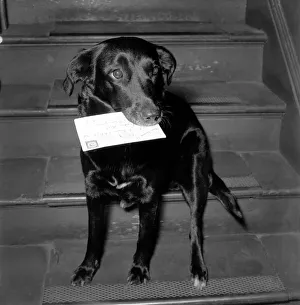 Animals Dogs: Black mongrel Susan who lives in a block of offices at 7, Bruce Grove