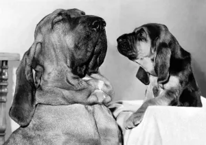 Animals - Dogs - Bloodhound. Paw relations: Henry and one of his nine new grandpuppies
