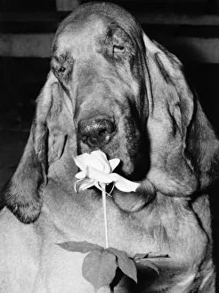 Animals - Dogs - Bloodhounds. January 1978 P000591