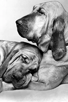 Animals - Dogs Bloodhounds Saint and Henry - Famous TV Commercial Dogs