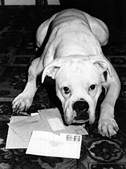 Animals-Dogs-Boxer: Solo waits for the letter box blues to strike again