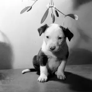 00005 Prints: Animals - Dogs - Christmas Puppy at the PDSA sitting under the mistletoe