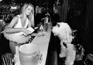 Ballerina Prints: Animals - Dogs. Clothing. Sammy in the Hippodrome VIP bar with his Bastet $300 coat