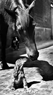 Horse Prints: Animals Dogs Cocker Spaniel Horses Young Cocker Spaniel puppy
