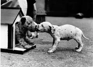 00148 Prints: Animals dogs Dalmatian puppy chewing a toy dog circa 1963