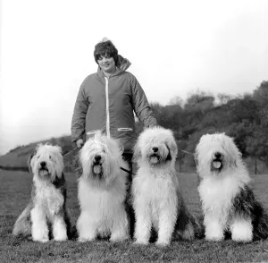 Animals. Dogs: Duke'the Dulux dog has 3 understudies they are Tania