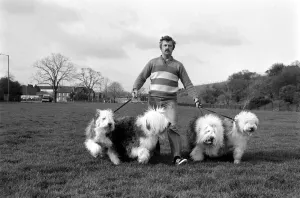 Animals. Dogs: Duke'the Dulux dog has 3 understudies they are Tania