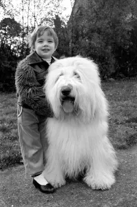 Animals. Dogs: Duke'the Dulux dog has 3 understudies they are Tania