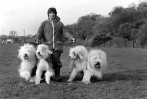 Animals. Dogs: Duke'the Dulux dog has 3 understudies they are Tania