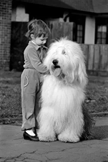Animals. Dogs: Duke'the Dulux dog has 3 understudies they are Tania