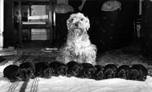 00102 Prints: Animals : Dogs : Friendship. Bunty'Proudly shows her litter of ten