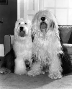 Animals Dogs Friendship: English Sheep Dog: Old English Sheepdog: A softie