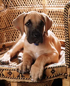 Animals - Dogs - Great Dane Great Dane puppy June 1985 01 / 06 / 1985