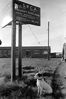 Loneliness Prints: Animals Dogs: Home sick Lisa the rehomed stray returns to RSPCA Home